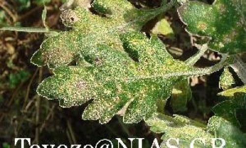 哪些人不宜食用紫薯？紫薯的副作用有哪些?